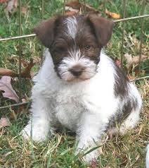 Black And White Parti Mini Schnauzer Taylor S Toy Schnauzers Liver White Chocolate Parti Puppies Miniature Schnauzer Schnauzer Loose Leash Walking