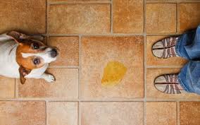 Vomito Amarillo En Perros Cuidado Evita La Bilis Animalesis