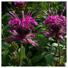 Guarda tutte le risposte e i suggerimenti per cruciverba e altri puzzle. Monarda On Parade I Giardini Dell Indaco