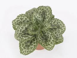 Image result for Gesneriaceae