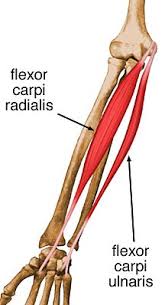 The extensor carpi ulnaris (ecu) muscle plays a key role not only in the active movements of wrist extension and ulnar deviation but also in providing stability to the ulnar side of the wrist. Flexor Carpi Ulnaris Anatomy Orthobullets