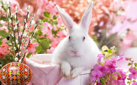 Wallpapers noi de Paste | Tfm Portal - Stiri, Articole, Felicitari