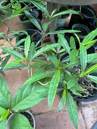 Image result for Barleria eylesii