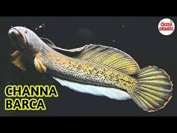 Overall it has been assessed as data deficient by the iucn, and in 2014 it was assessed as critically endangered in bangladesh by the iucn. Channa Barca Predator Hias Yang Menawan Youtube