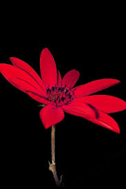 Flower Red Nature Art Dark Minimal Simple Iphone 4s Wallpapers Free Download Looking for the best minimalist wallpaper ? ilikewallpaper