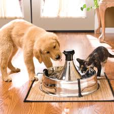 There's a lot more to cat it's rare for cats that grew up together or have always had positive interactions with each other to suddenly start fighting. Play Between Dogs And Cats Keeping Them Safe Petsafe Articles