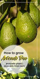 Yes, believe it or not, this intriguing fruit from south america does have a hint of peanut butter flavor. How To Grow Avocado Tree Growing An Avocado Tree In Containers Growing An Avocado Tree Avocado Plant Avocado Tree Care
