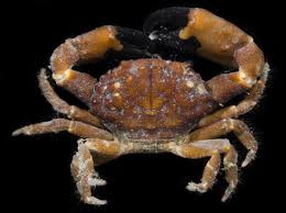 Image result for Crabbea coerulea