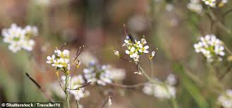 Established risk factors include age, early onset of menstruation, late menopause, older age at first completed pregnancy, and a family history of breast cancer. Roadside Weeds Have Been Found To Inhibit The Spread Of Breast