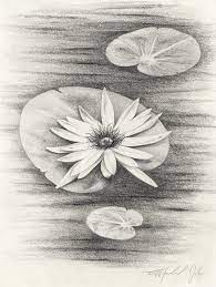 Lilypads Original Drawing Pencil Drawings Of Flowers Flower Sketch Pencil Pencil Drawings
