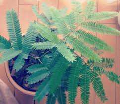 観葉植物 エバーフレッシュ の元気がない 対処法と育て方のポイント Lovegreen ラブグリーン