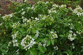 Golden foliaged mexican orange contrasts nicely with its green leaved parent. Mexican Mock Orange 1 Gl Size Cloud Mountain Farm Center Nursery