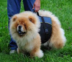 chow chow vest dog harness for chow