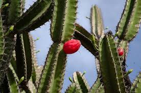 Image result for Cereus