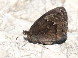 Image result for Gutenbergia eylesii