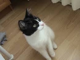 Kedi Gunlugu Kediler Ortalama Kac Yil Yasar