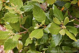 Image result for Curtisia dentata
