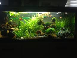 Pin On Aquariums And Aquascaping