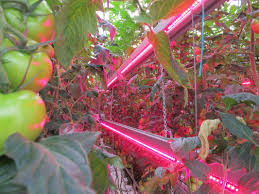 Maybe you would like to learn more about one of these? 5 Advantages Of Growing Plants With Led Grow Lights