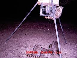 Deer guard manufacturers & suppliers. Building Varmint Cages Texasbowhunter Com Community Discussion Forums