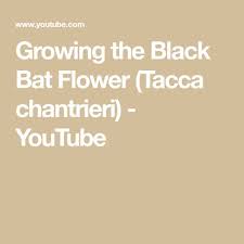 Growing The Black Bat Flower Tacca Chantrieri Youtube Bat Flower Black Bat Understory Plants