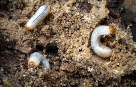 So you have spent weeks preparing and caring for your lawn, and it is paying off! Grub Control Video Unh Extension