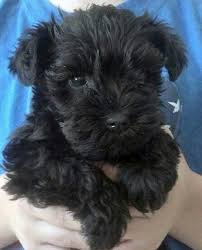Black And White Schnauzer Pictures Black Mini Schnauzer Schnauzer Puppy Miniature Schnauzer Puppies Mini Schnauzer Puppies