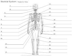 What Is The Muscular System Health Medicine And Anatomy Reference Pictures Skeletal System Worksheet Skeletal System Anatomy Anatomy And Physiology