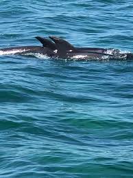 There is so much beautiful marine life to observe. Moonraker Dolphin Swims Adventure Cruise Sorrento Travels With Jb