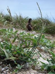 Image result for Digitaria procurrens