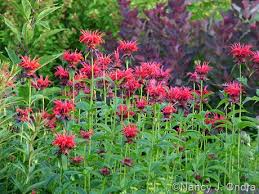 Image result for Dicliptera clinopodia