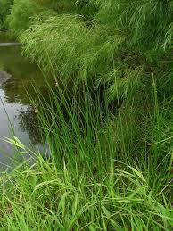 Image result for Schoenoplectus scirpoides