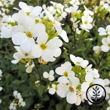 Image result for Arabis
