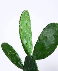 They have pretty similar needs to most succulents and cacti, so if you already own a few of these plants, it shouldn't be difficult for you to care for a how to plant beavertail cactus. Cactus Care Guide Bloomscape