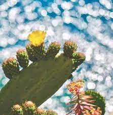 They bloom after it rains a lot, ie the wet season, so try. How To Get Succulents And Cacti To Bloom Succulent Plant Care