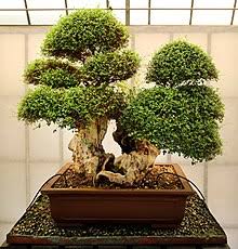 This juniper is tested to be more than 1000 years old, collected in the wild in japan. Bonsai Wikipedia