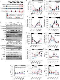 Day Night Oscillation Of Atrogin1 And Timing Dependent Preventive Effect Of Weight Bearing On Muscle Atrophy Ebiomedicine Osborne is the only remaining original member, although crover. weight bearing on muscle atrophy