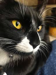 Beautiful Black And White Cat Pictures Beautiful Black And White Kitty Martha Cat Love Beautiful Cats Pictures White Cats