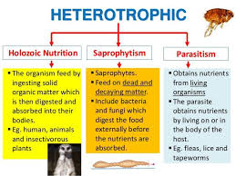 Http Www Aplustopper Com Types Of Heterotrophic Nutrition Nutrition Organic Recipes Food Science