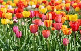 Anschließend werden sie warm und dunkel und später warm und hell gestellt. Wann Blumenzwiebeln Pflanzen Tipps Tricks Von Lubera