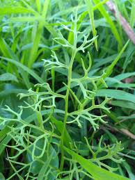 Image result for Ceratopteris thalictroides