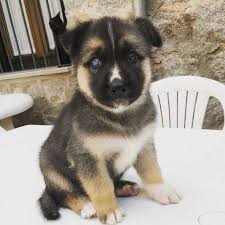 The mean average, according to a study performed in then mom will focus on keeping her newborn pups warm while allowing them to nurse. Feeding A German Shepherd Puppy When A Pet As Endearing As A German By Dog Universum Medium