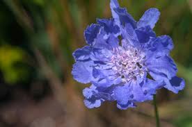 Image result for Scabiosa