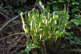 Image result for Asplenium laurentii