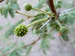 Image result for Acacia gerrardii