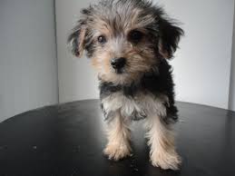 Black And Tan Yorkie Poo Puppies For Sale Black And Tan Yorkipoo Yorkie Poo Puppies Yorkshire Terrier