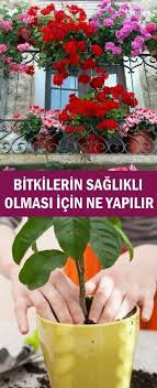 Bitkilerin Saglikli Olmasi Icin Ne Yapilir Pratik Bilgiler Bitki Organik Bahcecilik Fikirleri Organik Bahcecilik
