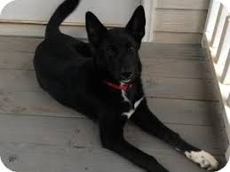 According to the akc, most breed rescues report that a. Peachtree City Ga German Shepherd Dog Meet Bella A Pet For Adoption