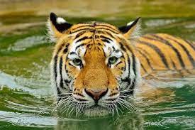 Pick your favorite names that mean tiger. Tiger Names 560 Best Names For Tigers Petpress