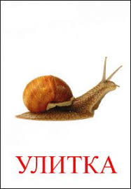 животные жарких стран занятие для детей 2 3 лет Zhivotnye Kartinki Dlya Detej Ulitka Dlya Detej Zhivotnye